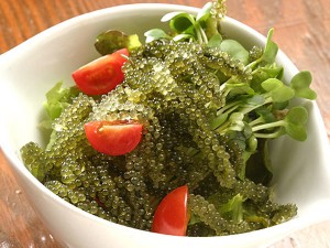 Pictures of Caulerpa Lentillifera