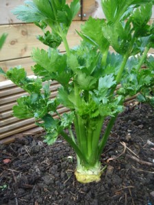 Celeriac Growing Celeriac Growing Photo