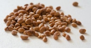 Charoli Images Images of Charoli