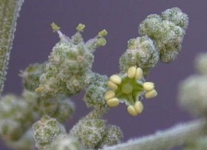 Chenopodium album Flower Chenopodium album Flower Picture