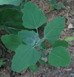 Chenopodium album Images Images of Chenopodium album
