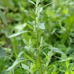 Photos of Chenopodium album