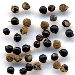 Chenopodium album Seeds Chenopodium album Seeds Image