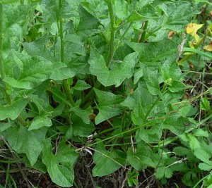 Chenopodium bonus-henricus Picture