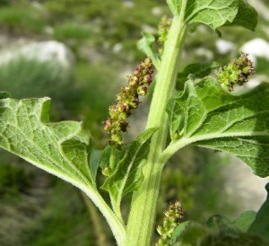 Images of Chenopodium bonus-henricus