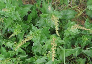 Photos of Chenopodium bonus-henricus