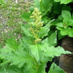 Pictures of Chenopodium bonus-henricus