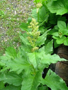 Pictures of Chenopodium bonus-henricus