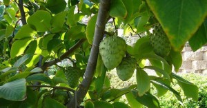 Cherimoya Tree Cherimoya tree pictures