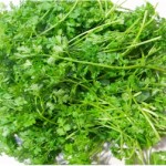 Chervil Picture