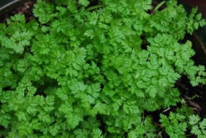 Chervil Photos Photos of Chervil