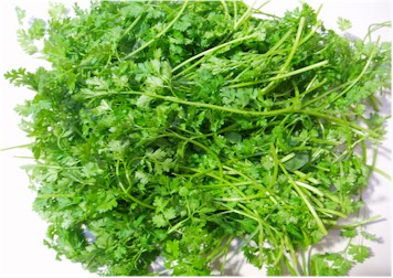Chervil Picture