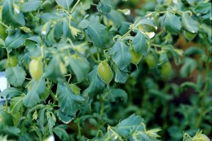 Chickpea Plant Chickpea Plant Image
