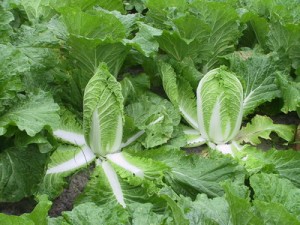 Picture of chinese cabbage