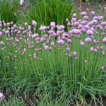 Photos of Chives