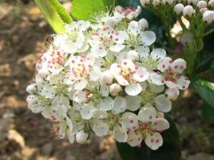 Chokeberry Flowers