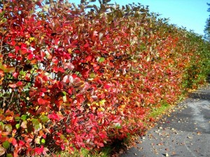 Chokeberry Hedge