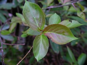 Chokeberry Leaves