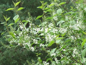 Chokeberry Tree