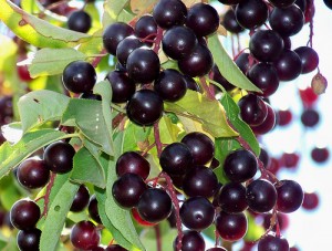 Chokecherry Chokecherry Picture