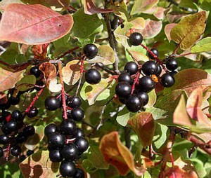 Chokecherry Images Images of Chokecherry