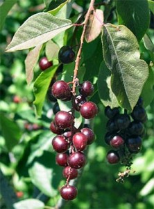 Photos of Chokecherry