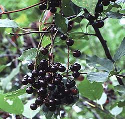 Pictures of Chokecherry
