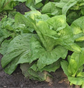 Cichorium Intybus Images Images of Cichorium intybus