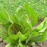 Photos of Cichorium Intybus