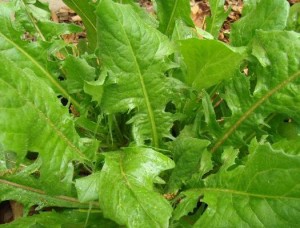 Cichorium Intybus Pictures Pictures of Cichorium Intybus