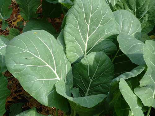 Images of Collard Greens