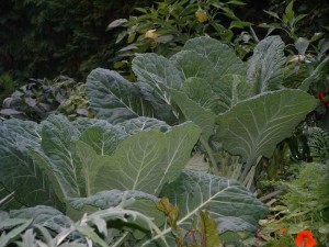 Photos of Collard Greens