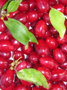 Cornelian Cherry Picture