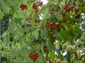 Photos of Cornelian Cherry