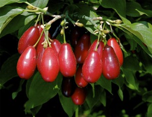 Pictures of Cornelian Cherry