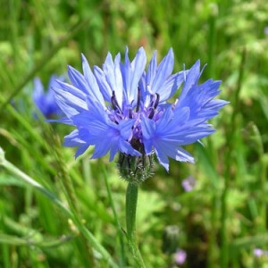 Cornflower Cornflower Picture