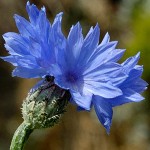 Images of Cornflower
