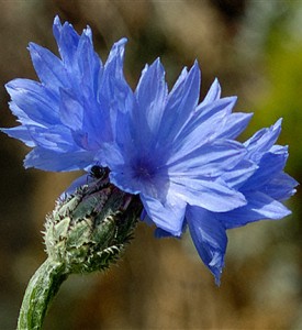 Cornflower Images Images of Cornflower