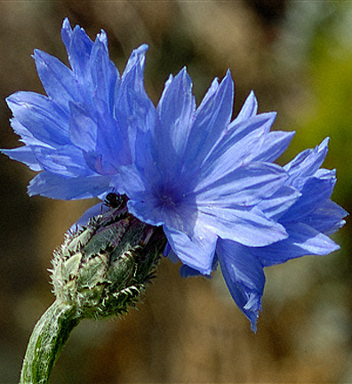 Images of Cornflower
