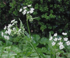 Cow Parsley Cow Parsley Picture
