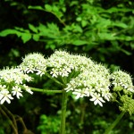 Photos of Cow Parsley