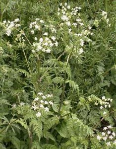 Pictures of Cow Parsley