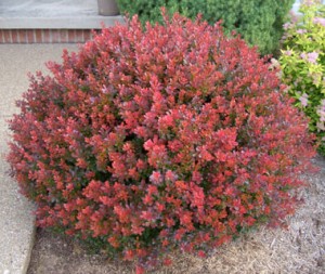 Crimson Barberry Barberry Crimson