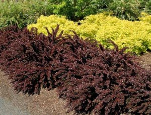 Barberry Crimson Pygmy