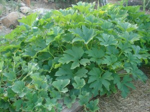 Crookneck Squash Plant