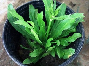 Culantro Culantro Picture