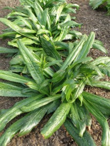 Culantro Images Images of Culantro