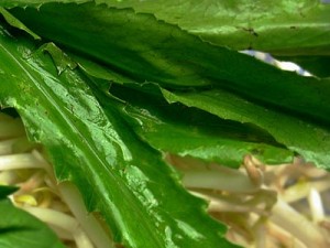 Culantro Photos Photos of Culantro