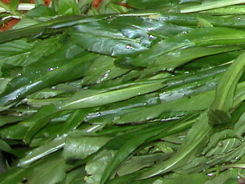 Pictures of Culantro