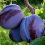 Damson images